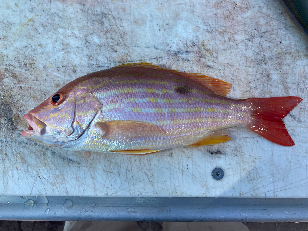 Lane Snapper Fish Reeled From Florida