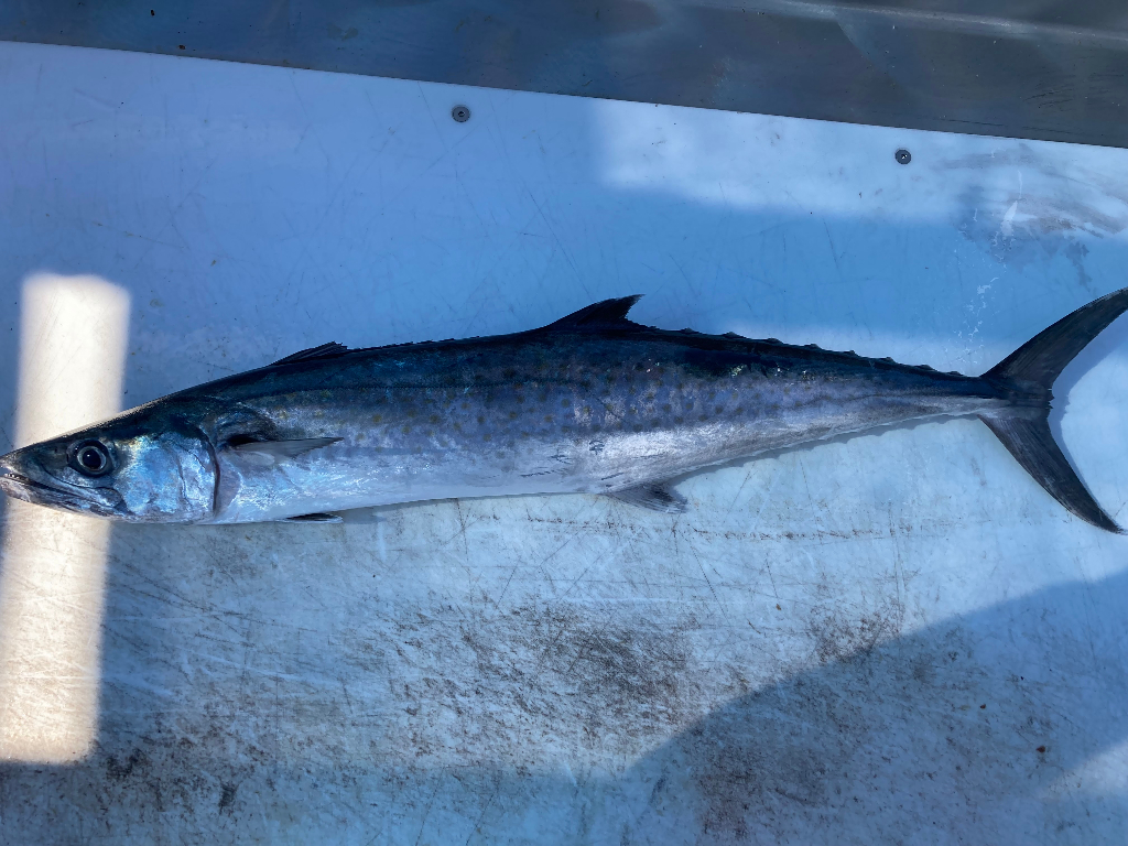 King Mackerel Fish Reeled From Florida