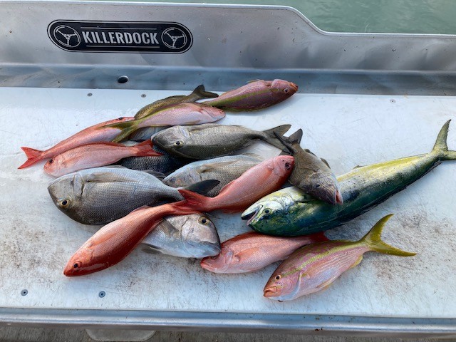 Mixed Fish Reeled From Florida