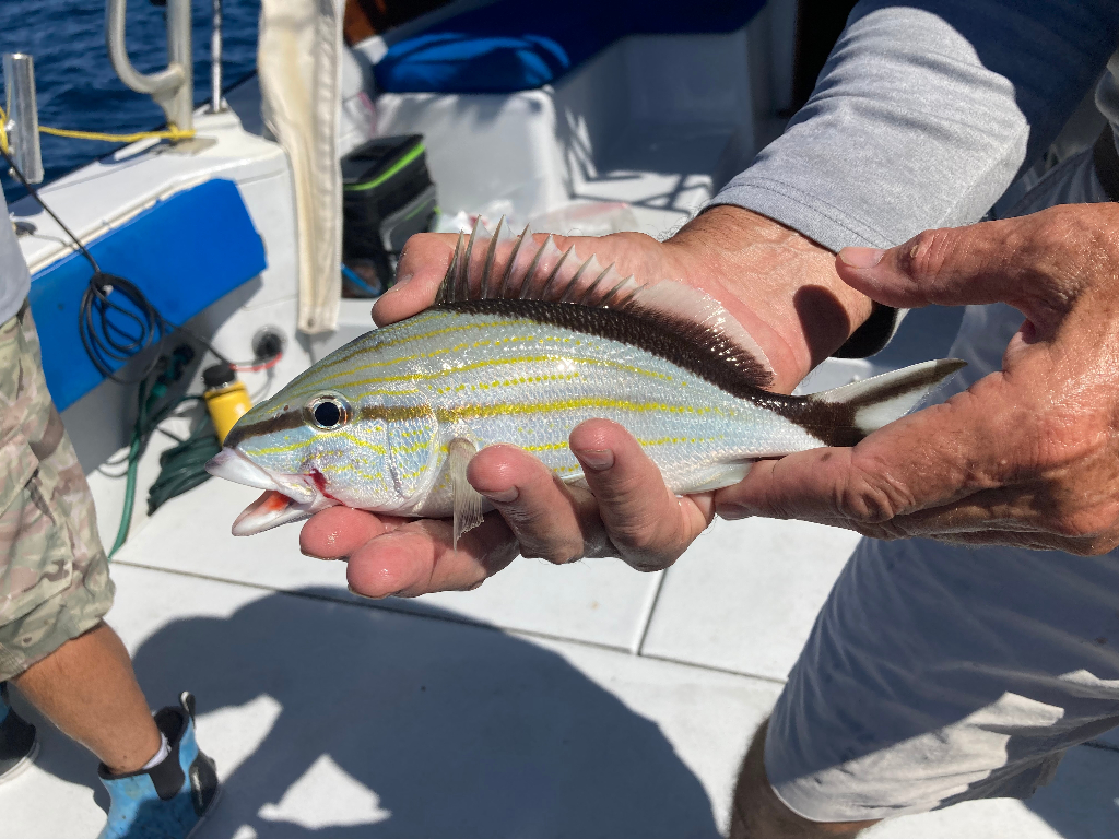 Fish-Species