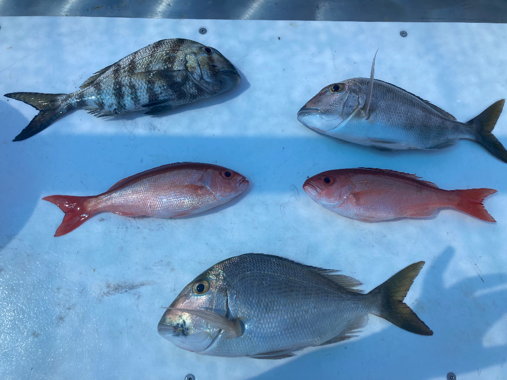 Fish-Species