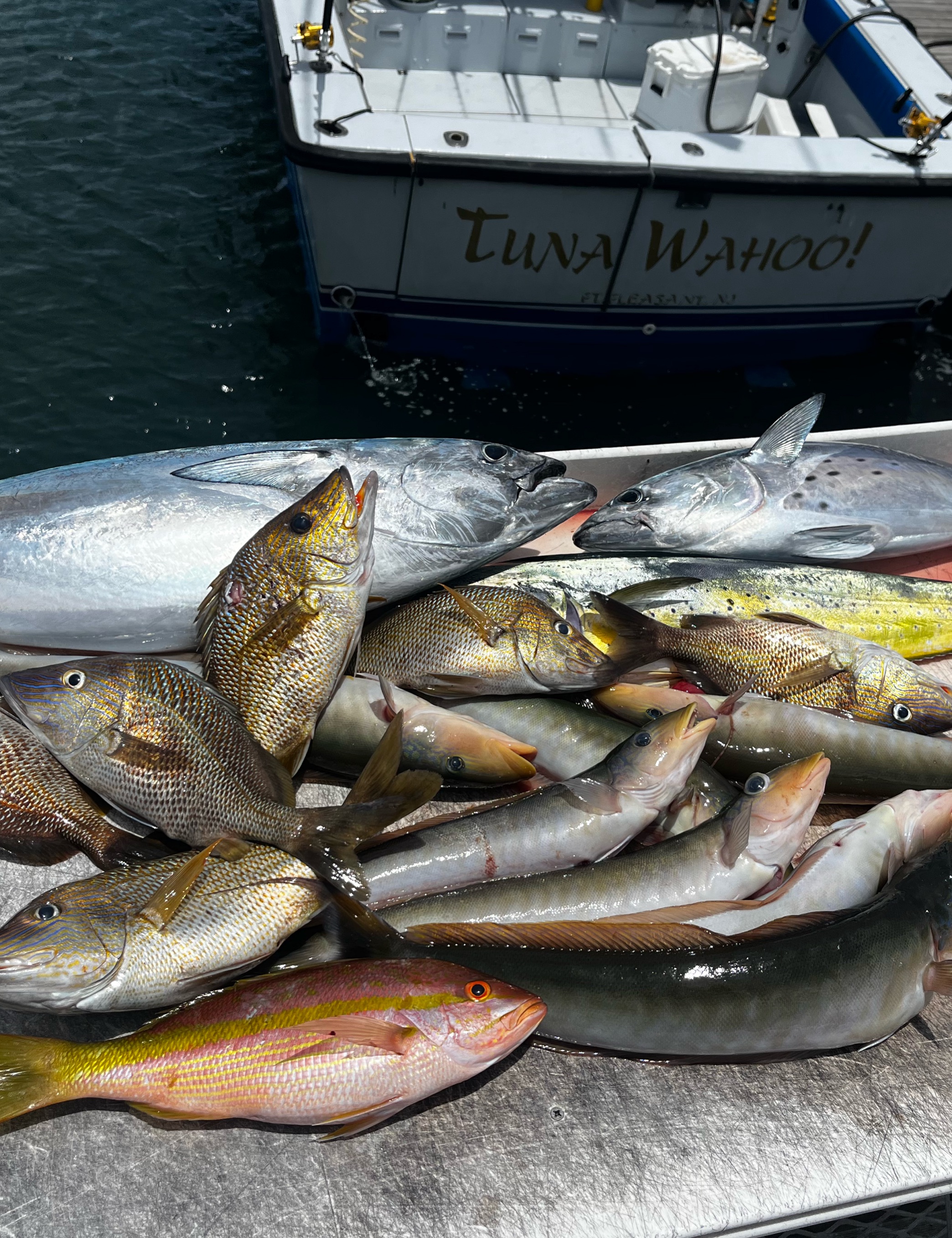 Mixed catch of yellowfin tuna, little tunny, and white grunt from fishing charter in Riviera Beach Florida