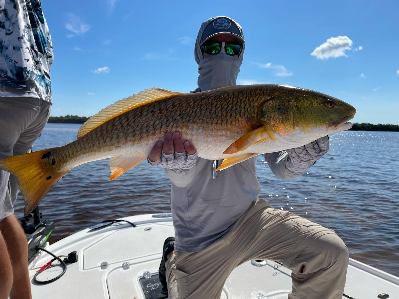 Redfish caught in Steinhatchee