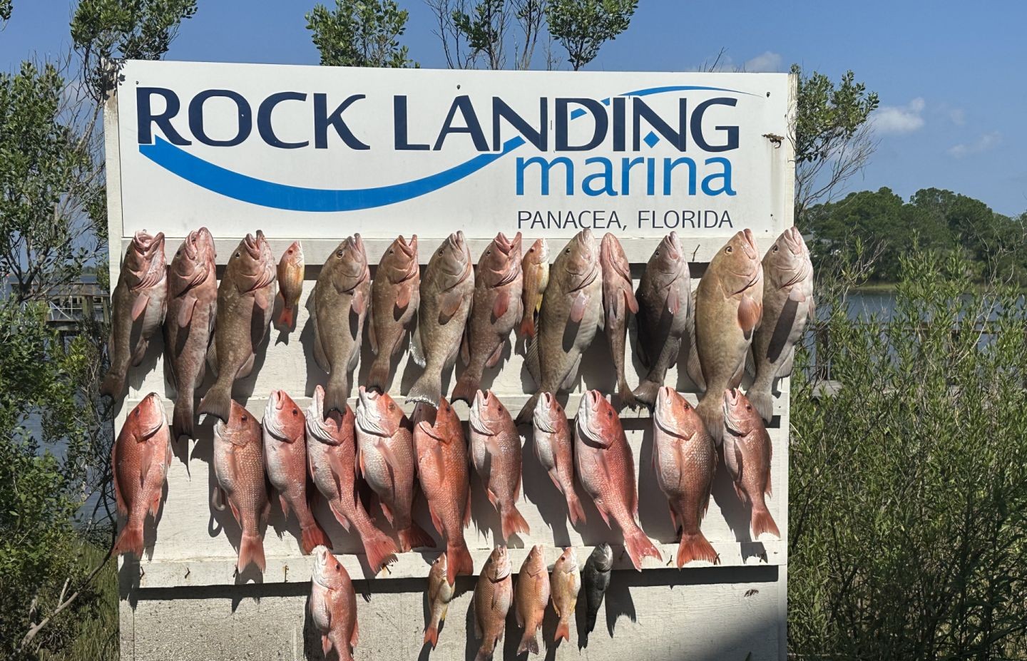 13 fish caught while fishing in FL