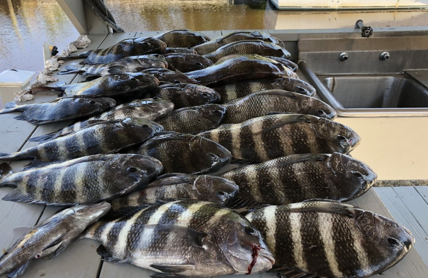 5 sheepshead fish caught in Panacea