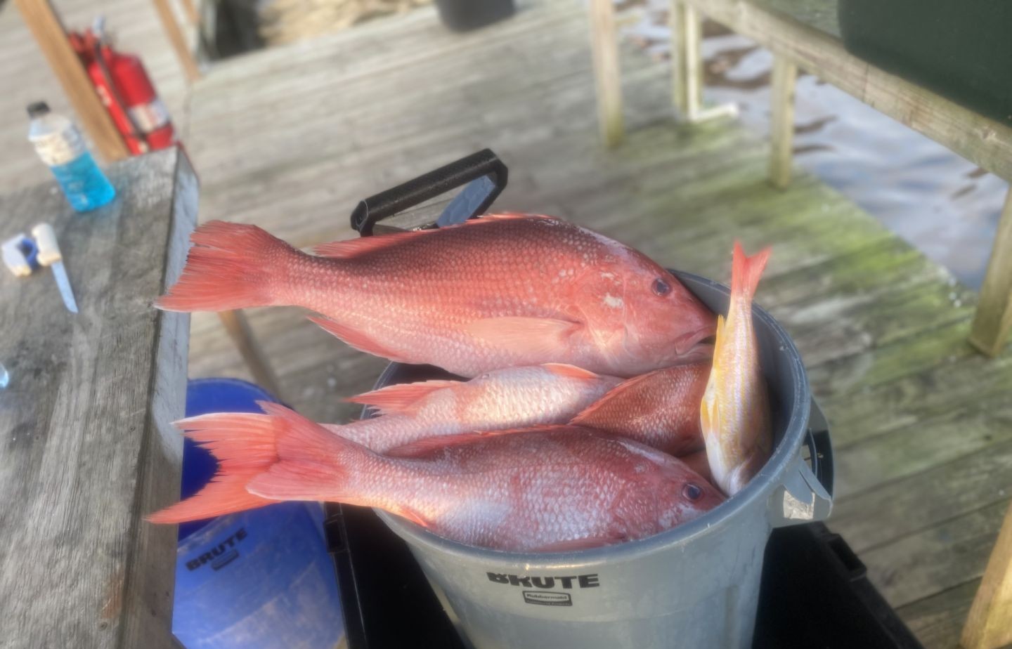 Two fish caught fishing in FL