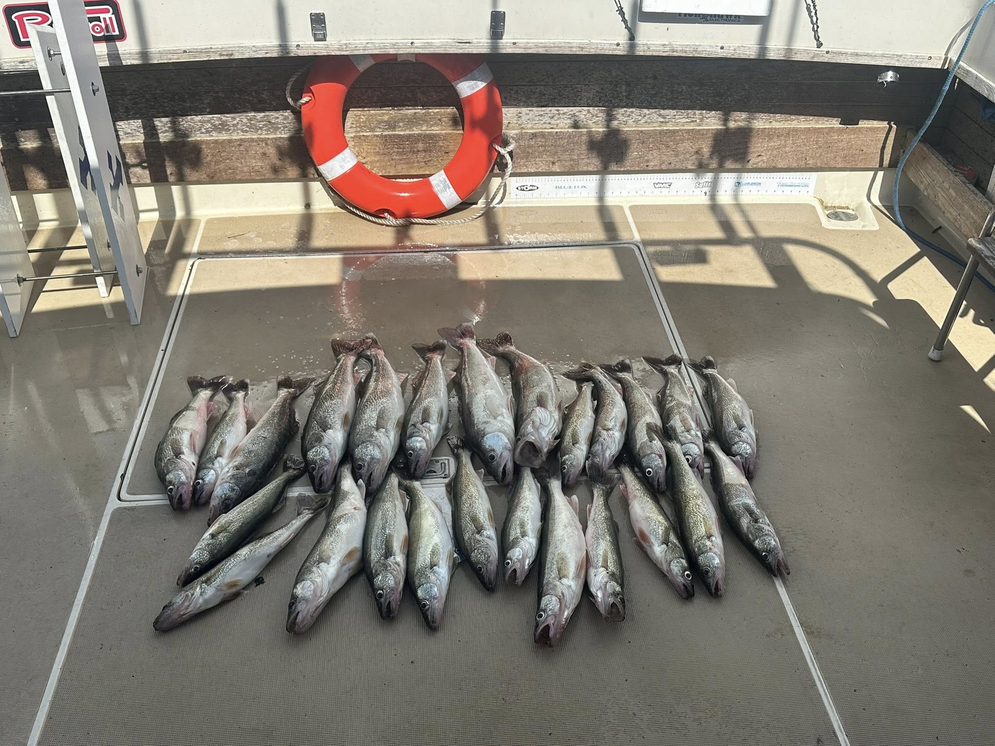 Fresh caught walleye arranged on boat deck in Mexico NY
