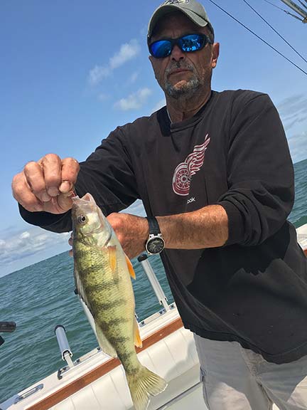 A fisherman holding a 16-inch American Yellow Perch in MI