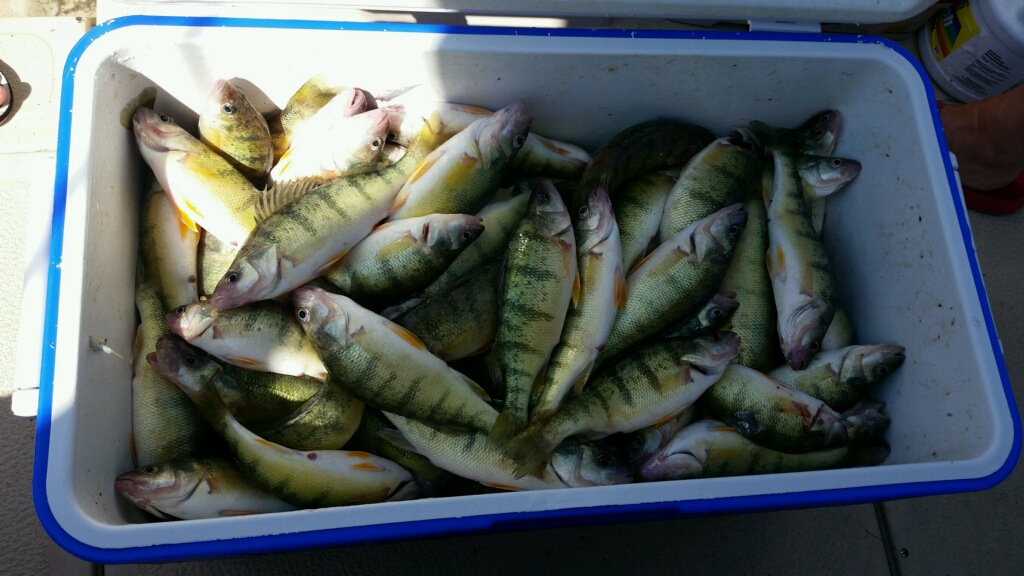 3 American Yellow Perch fishing in MI