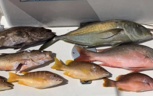 7 fish caught while fishing in Miami