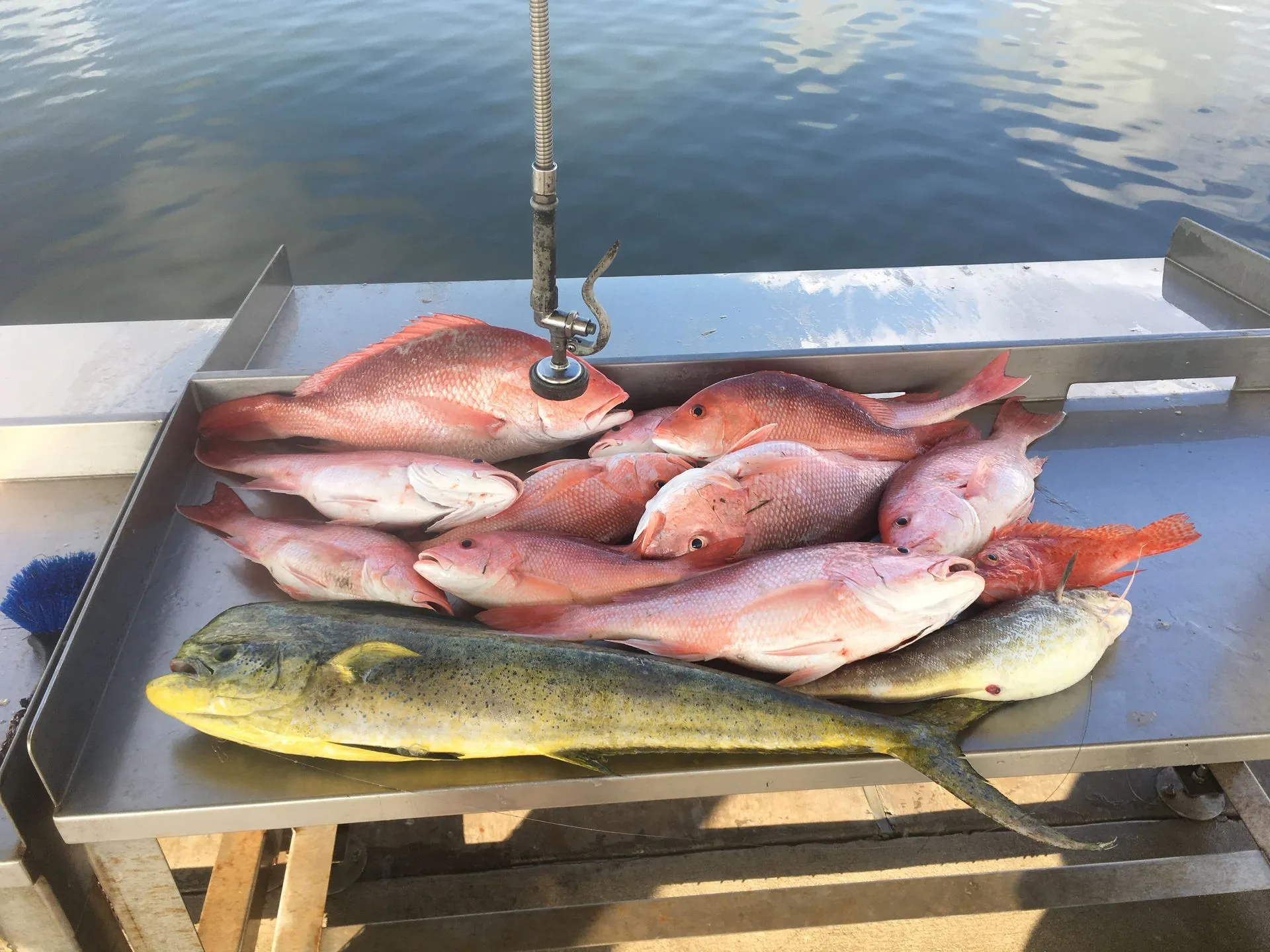 6 red snapper fish in Port O'Connor