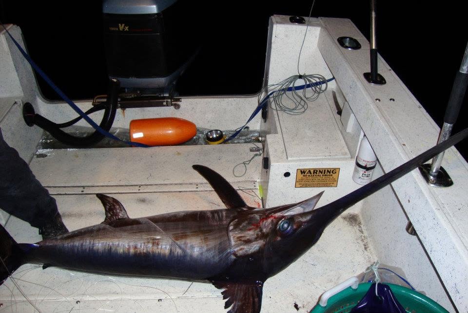 Fresh caught swordfish displayed on fishing boat deck in Sebastian FL