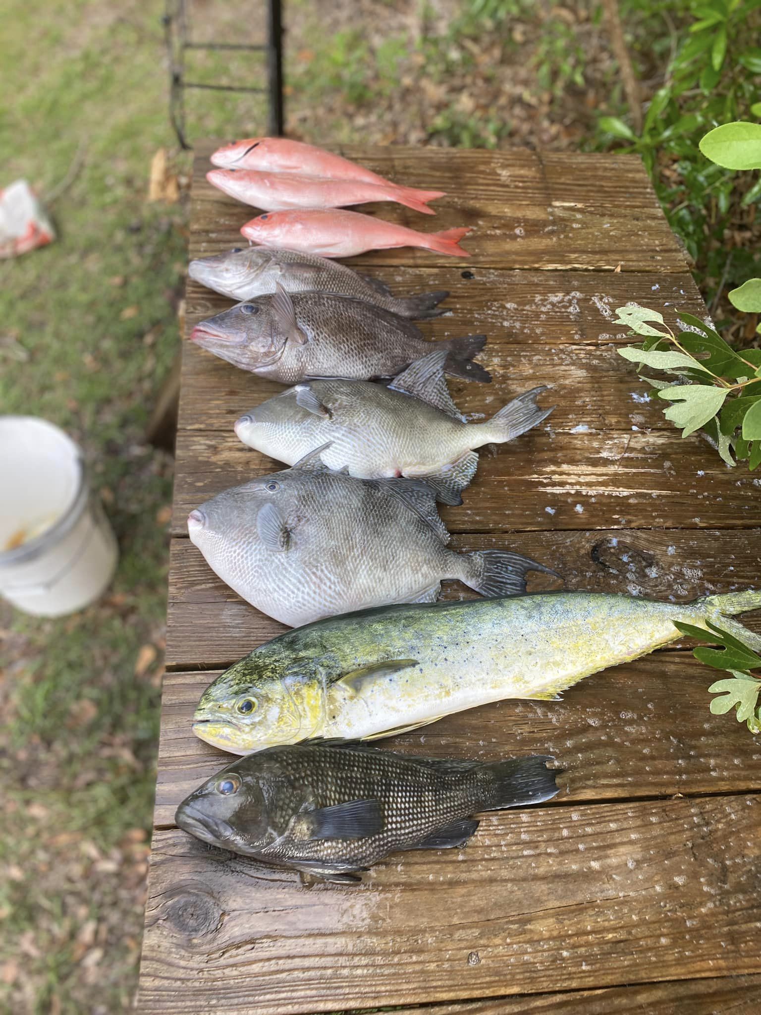 6 sea bass and grey triggerfish in North Carolina