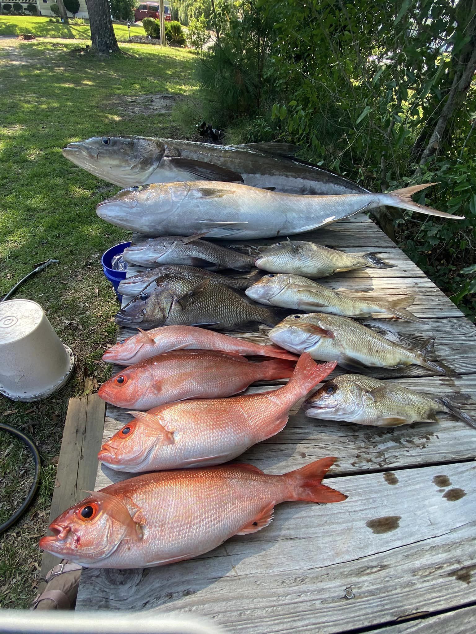 5 great barracuda fish caught off the coast of NC