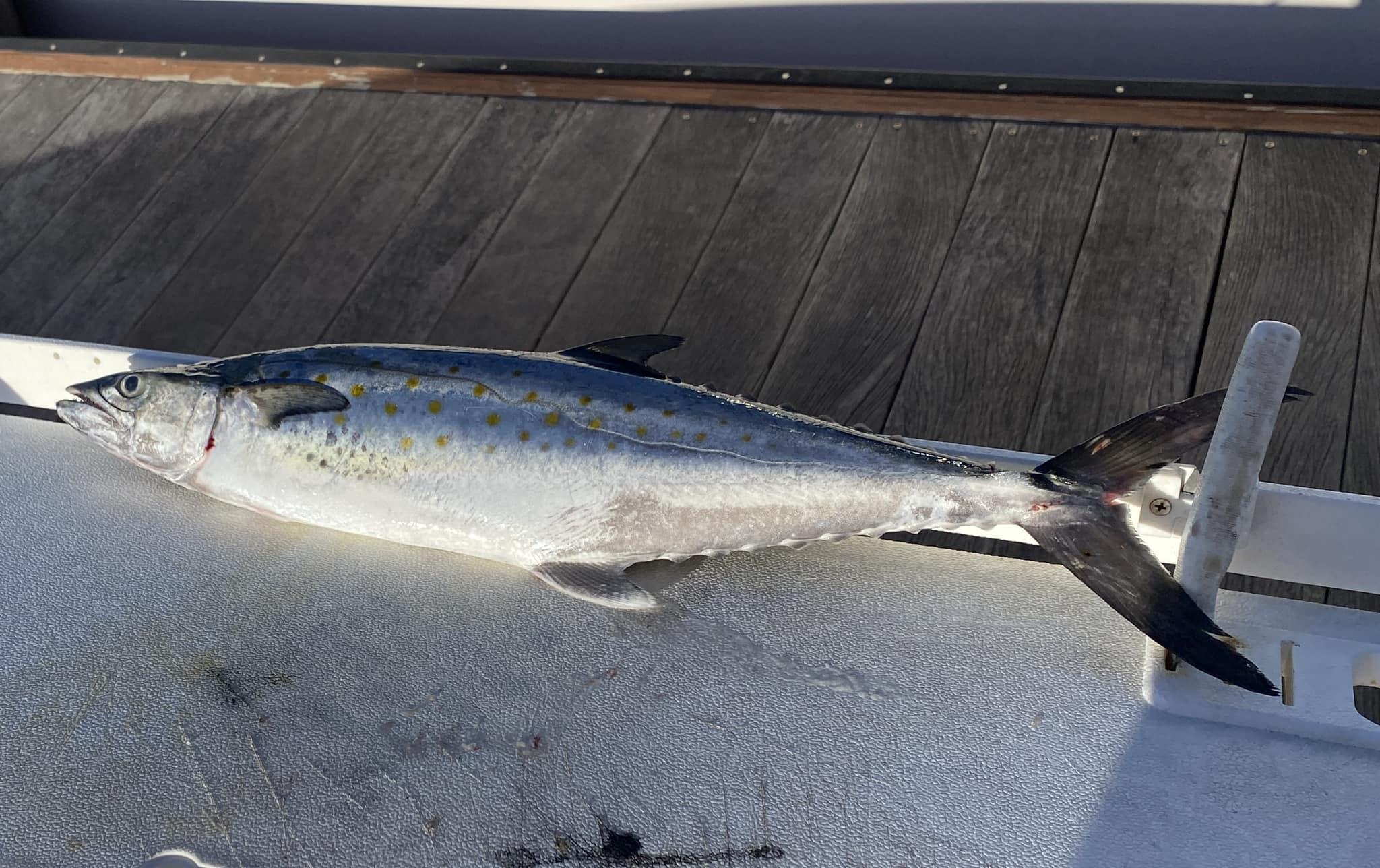 A Spanish Mackerel fish caught in Morehead City