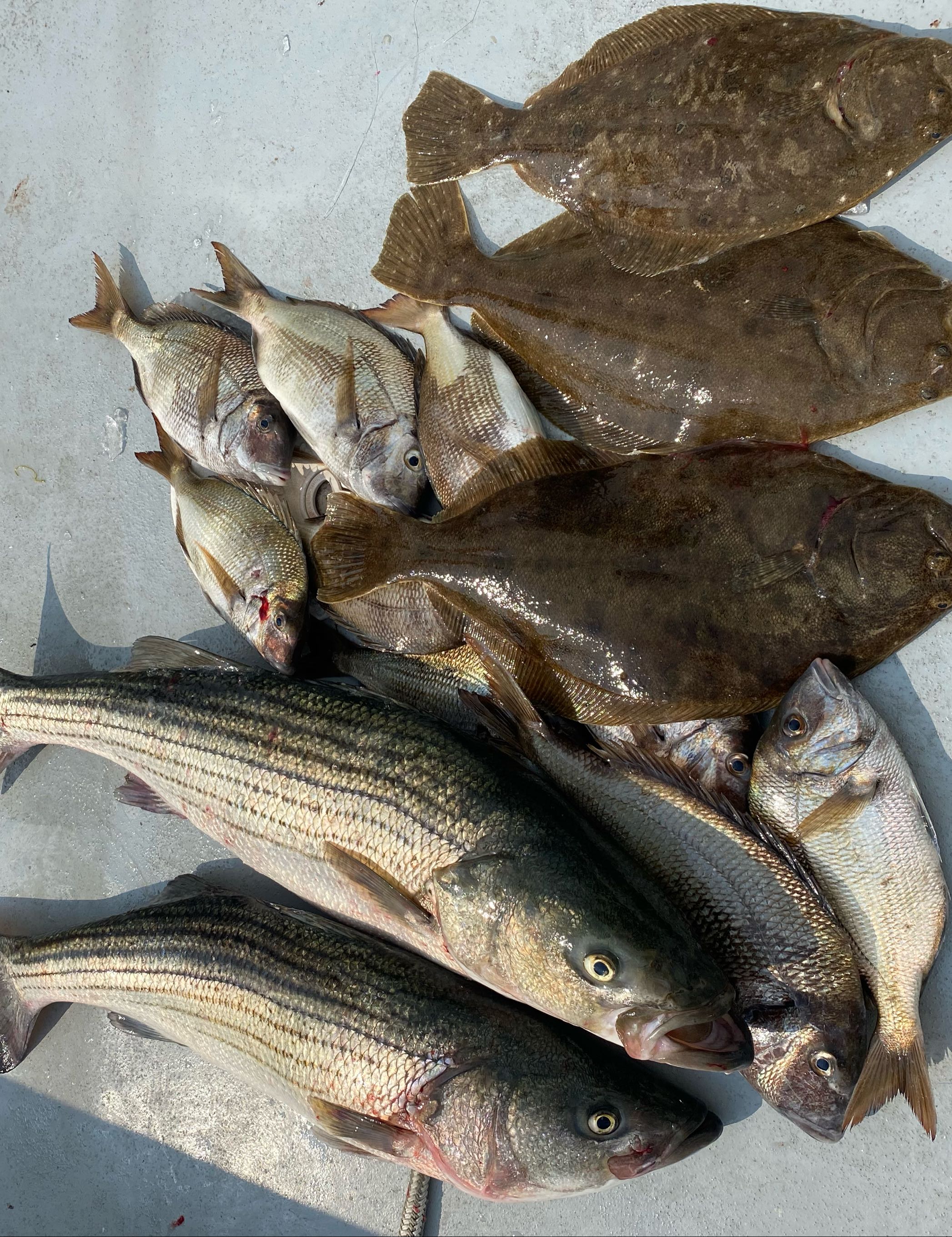 6 summer flounder, winter flounder, and scup fish caught in Montauk
