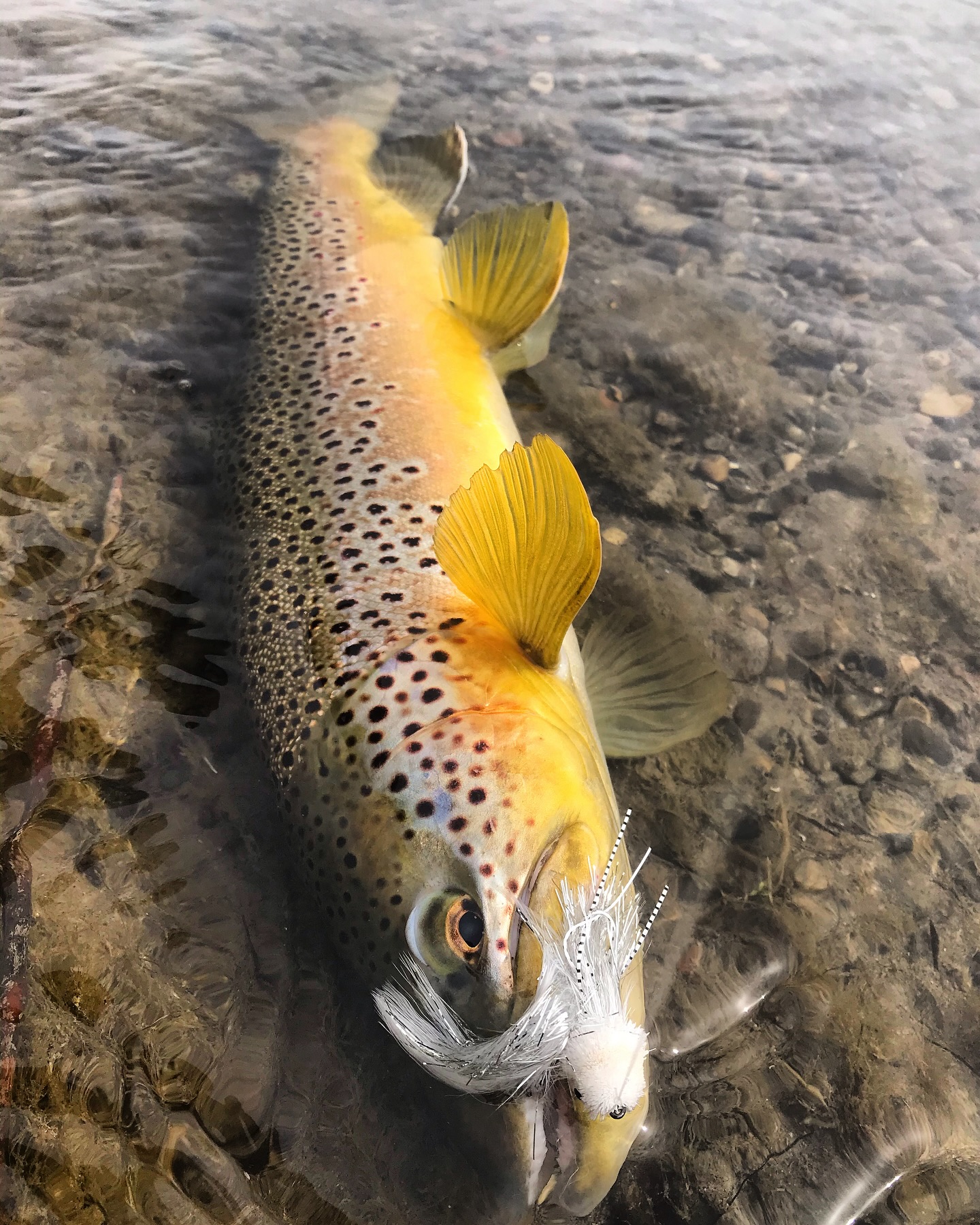 Fishing in MT
