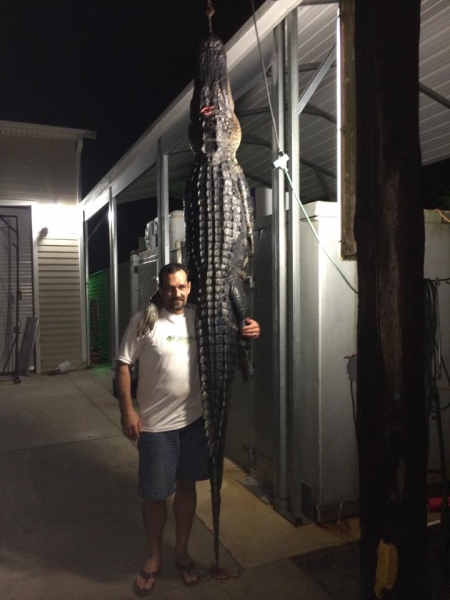 Large alligator caught fishing in Saint Cloud FL displayed hanging vertically