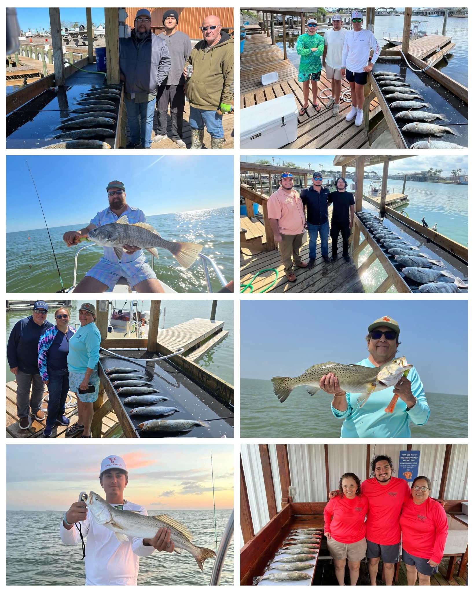 Three spotted weakfish and black drum in Port Mansfield
