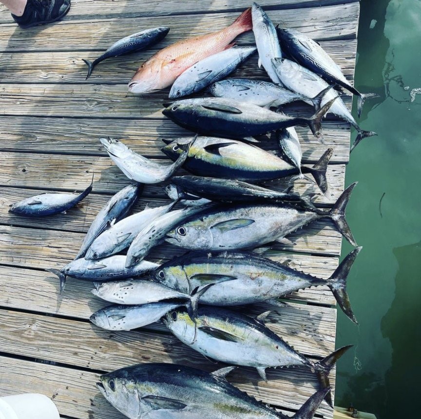 10 blackfin tuna caught while fishing in Fort Lauderdale