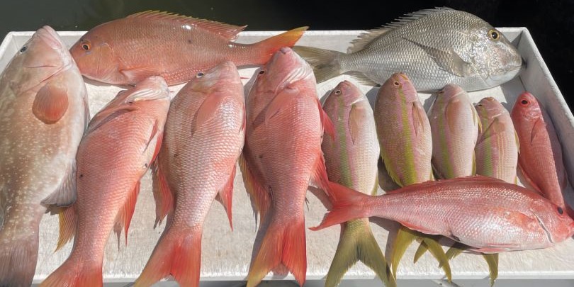7 fish caught while fishing in FL