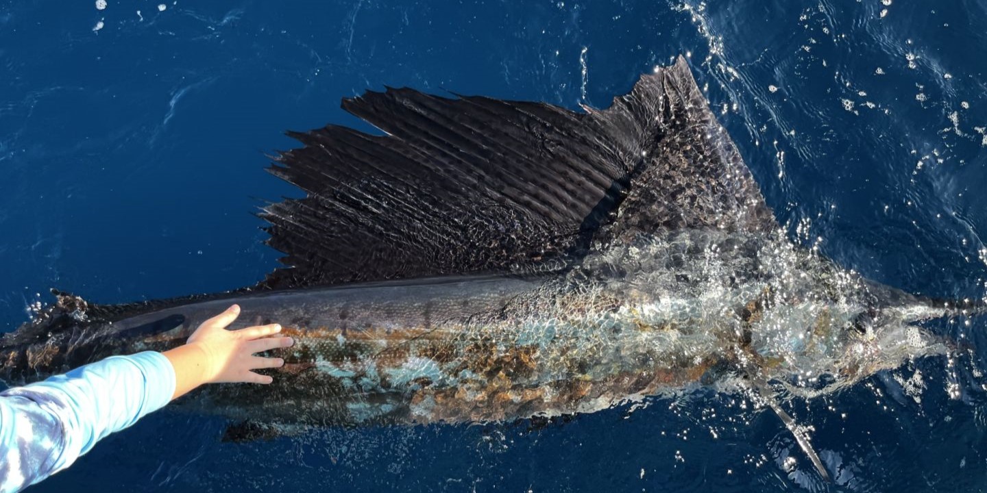 Atlantic Sailfish caught while fishing in FL