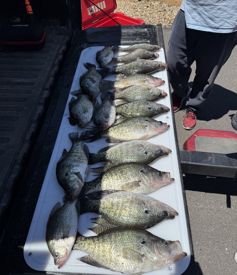 Fresh caught crappie displayed on white cleaning table after successful fishing trip in Quitman TX