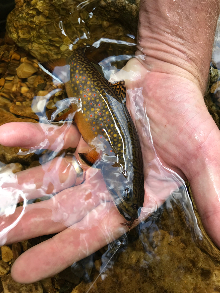Native brook trout high mountain Vermont streams.