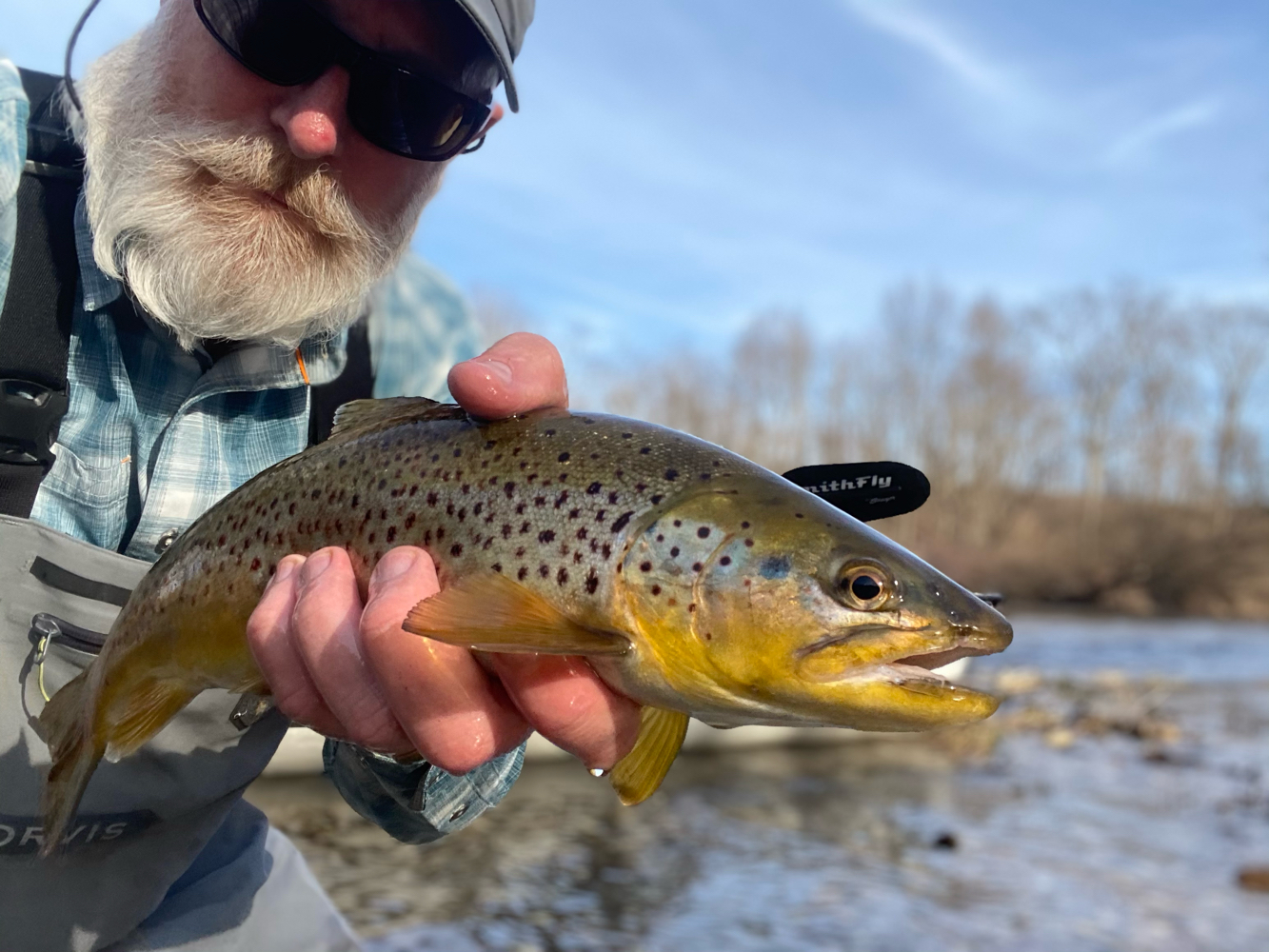 Catch and Release Brown Trout