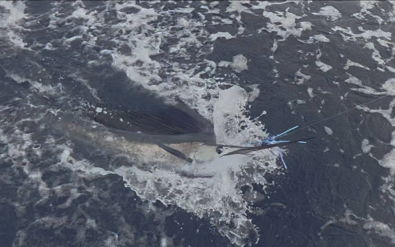 Fish swimming in dark ocean waters near Sneads Ferry NC during fishing trip
