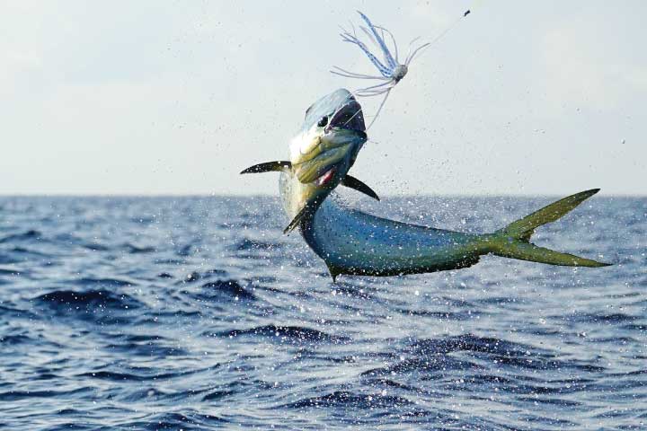 An angler fishing in Shalimar