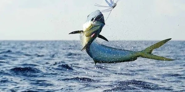 Fishing in FL