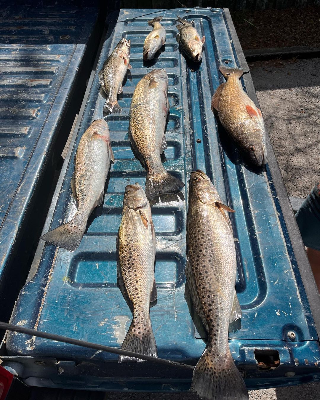7 spotted weakfish and redfish caught in NC
