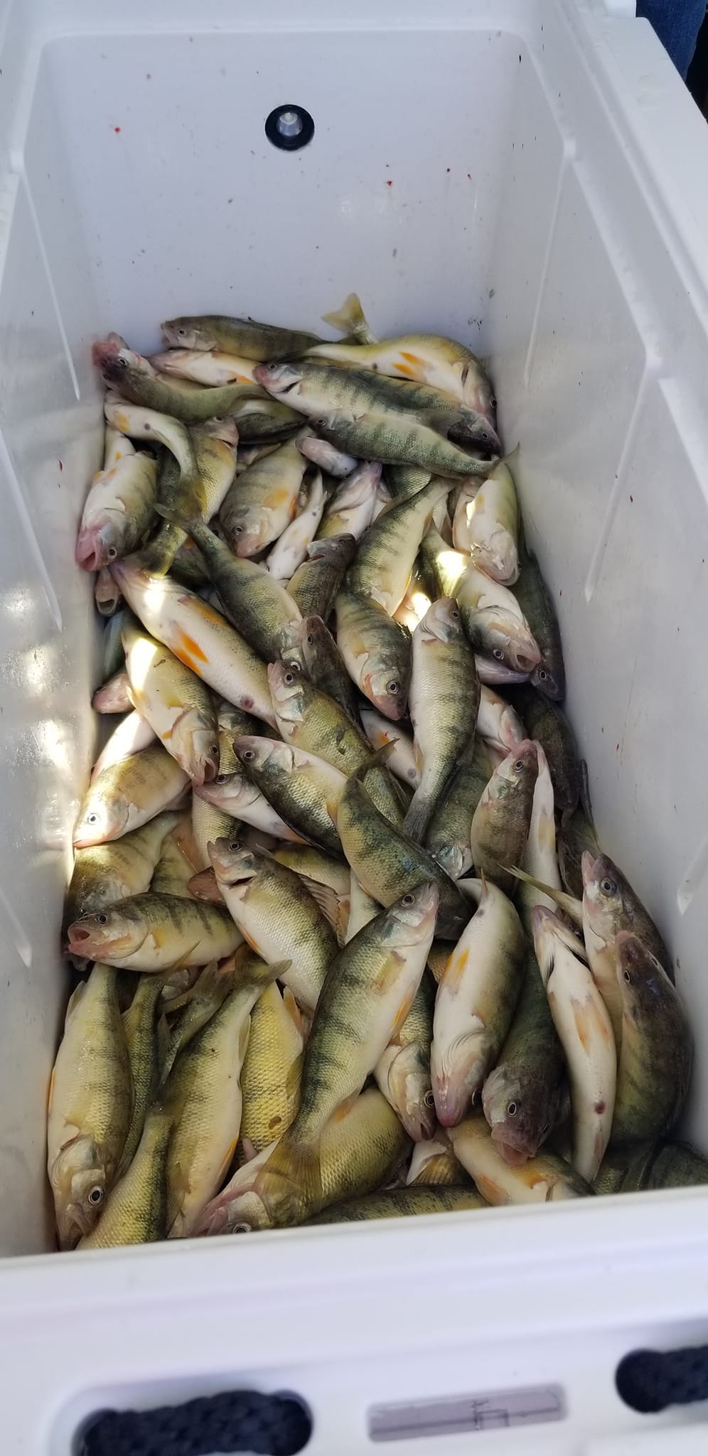 Vibrant American yellow perch fish caught in the waters of Key West