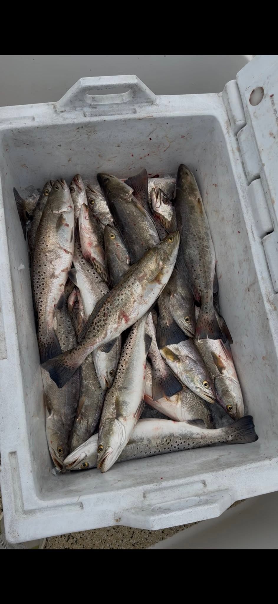 Fresh caught speckled trout in white cooler from Spanish Fort Alabama fishing trip