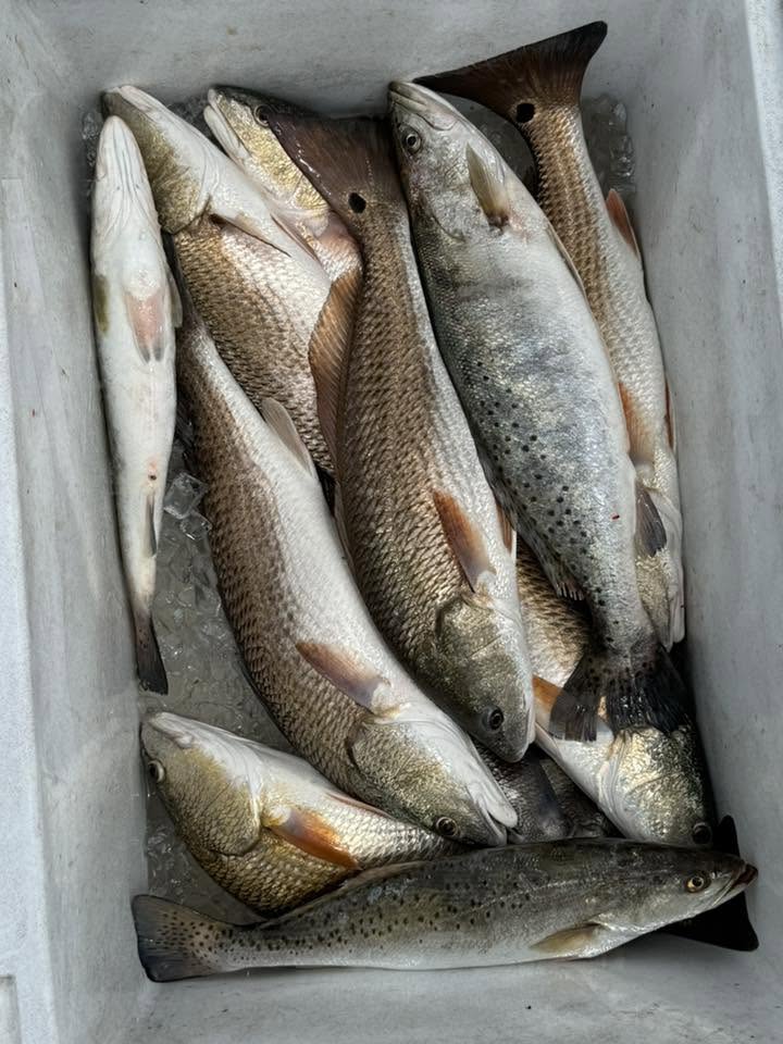 Fresh caught speckled trout and redfish in cooler from Spanish Fort Alabama fishing trip