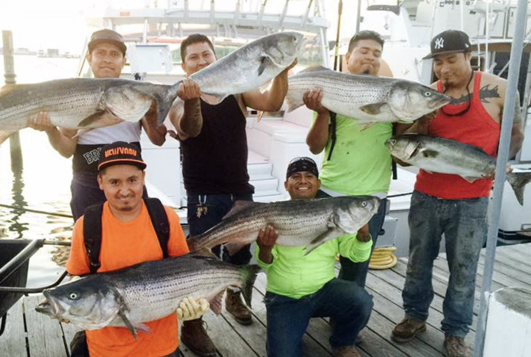 6 bluefish, 30 inches, caught in NY