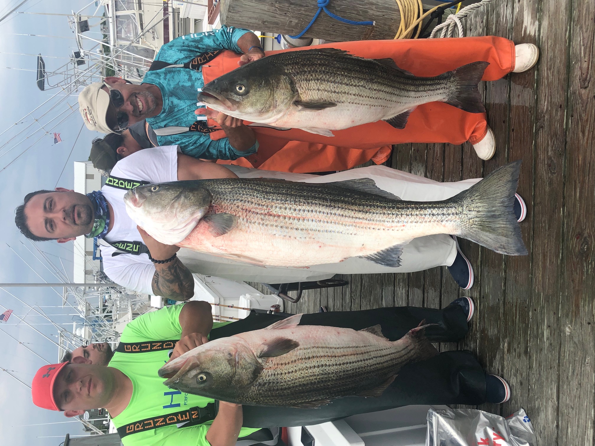 Three striped bass, caught in Montauk