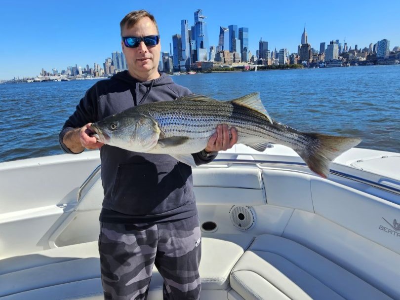 Striped Bass, 31 inches, caught in NJ