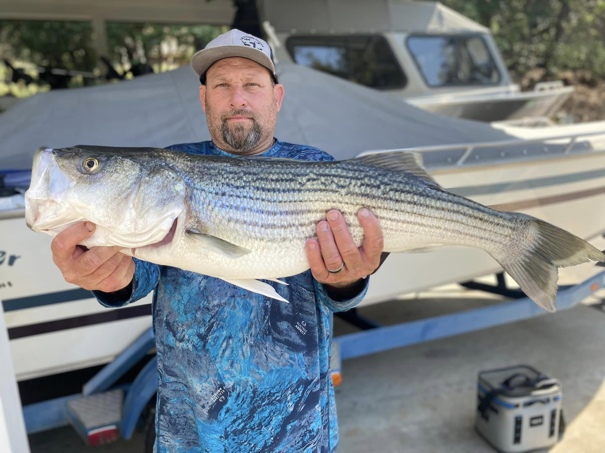 Striped bass caught in CA