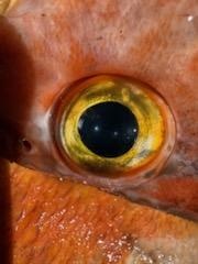 Close-up of fish eye caught while fishing in Chugiak Alaska