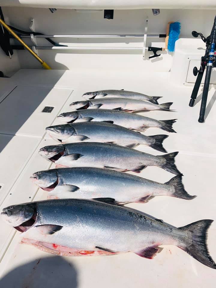 Five chinook salmon caught in CA