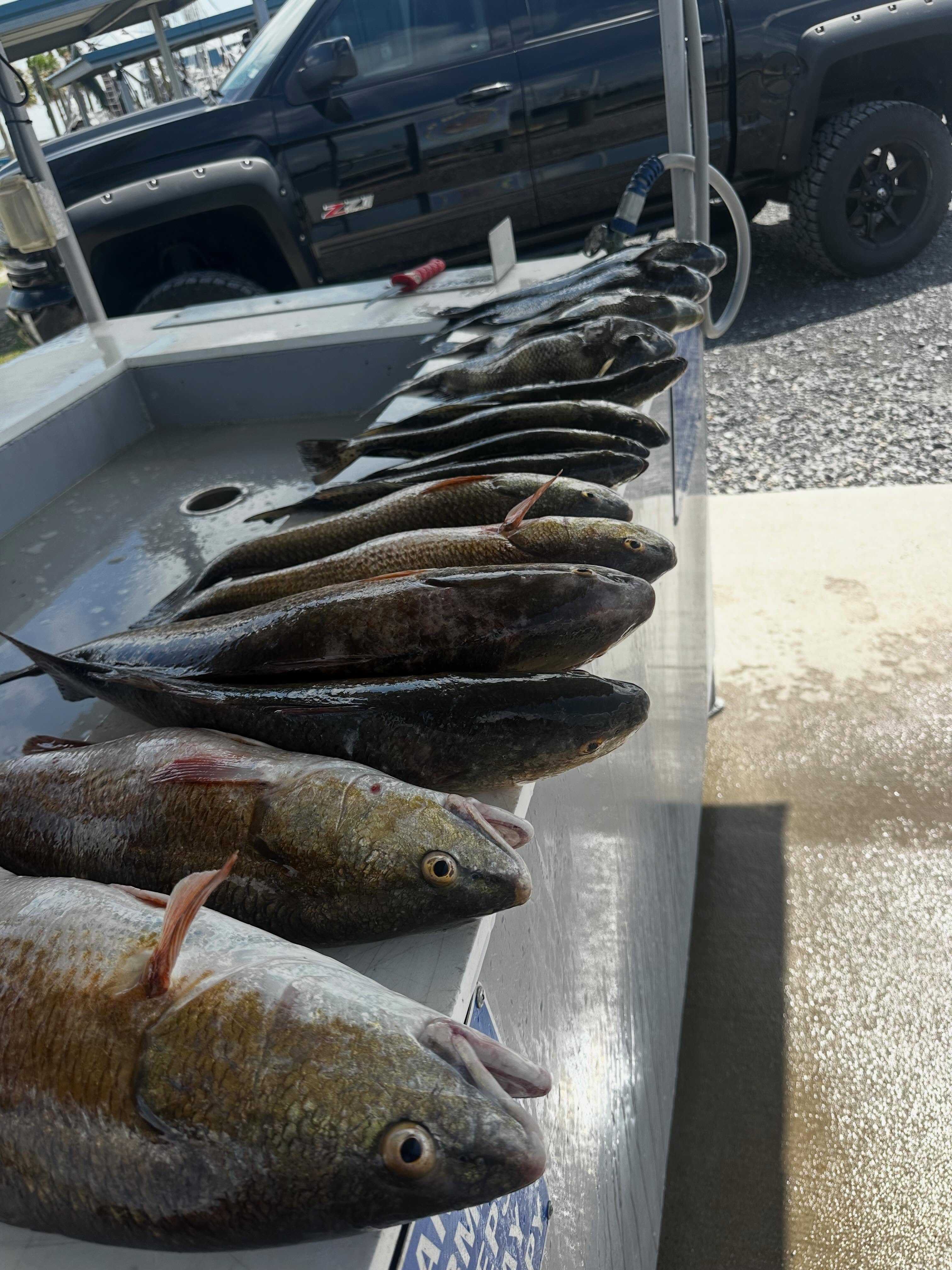 Fresh caught redfish displayed on boat gunwale after successful fishing trip in Port Arthur TX
