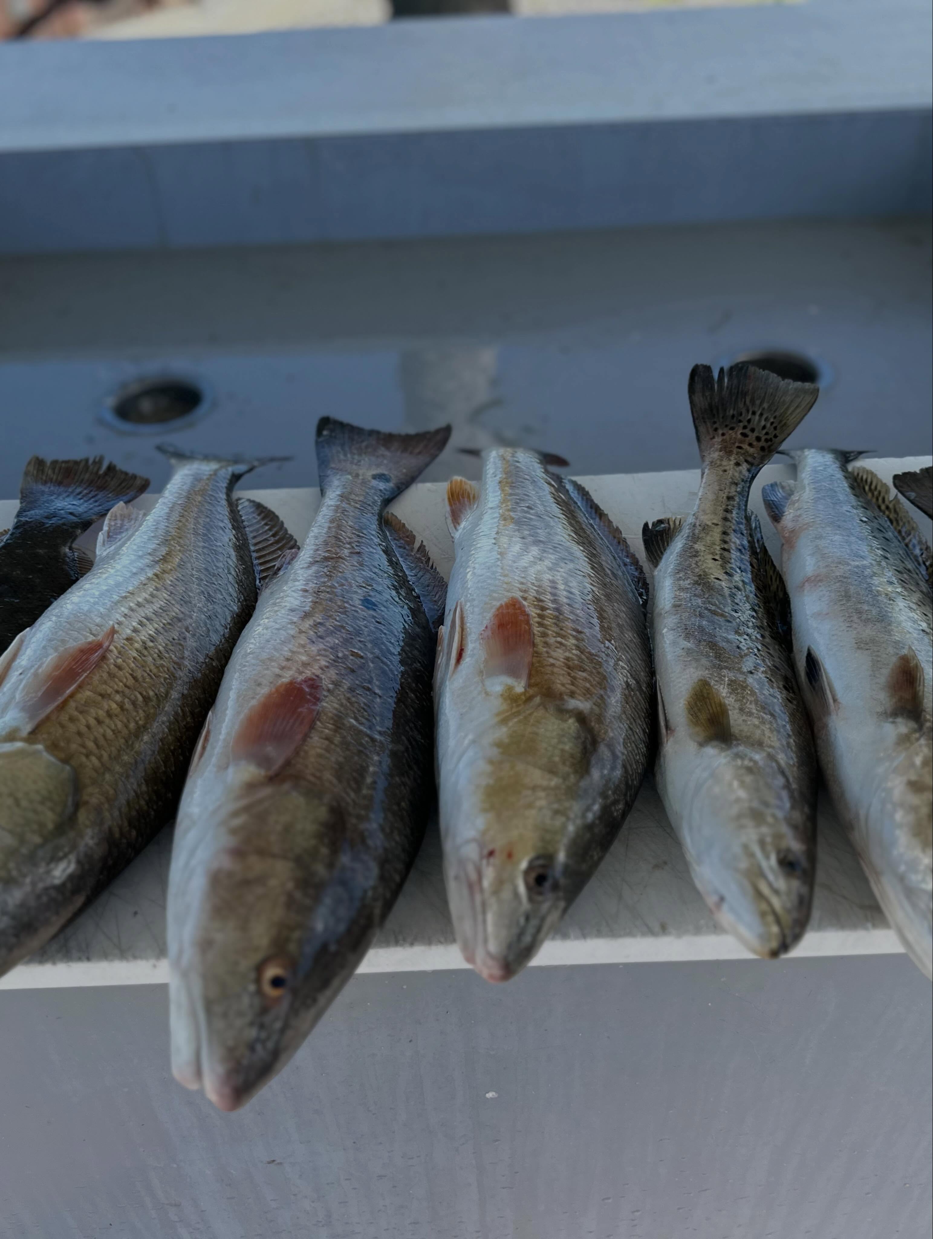 Five fresh caught fish including redfish and speckled trout displayed in boat cooler from Port Arthur TX fishing trip