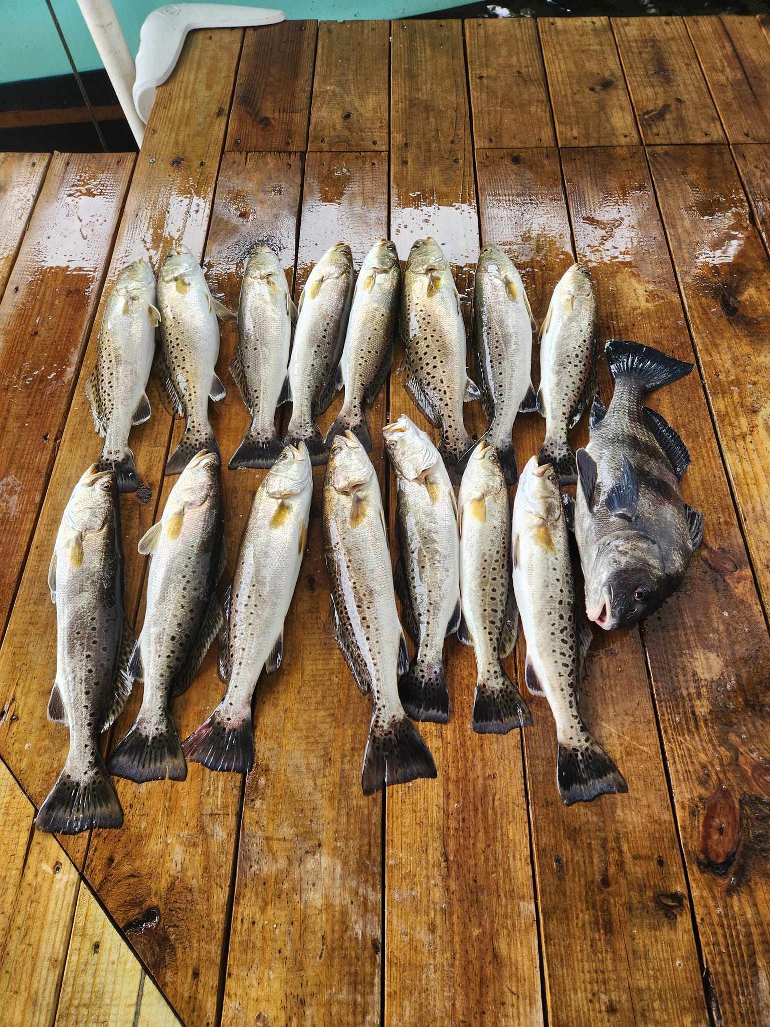 Spotted weakfish, black drum, and 11 other spotted weakfish in the waters of Old Town