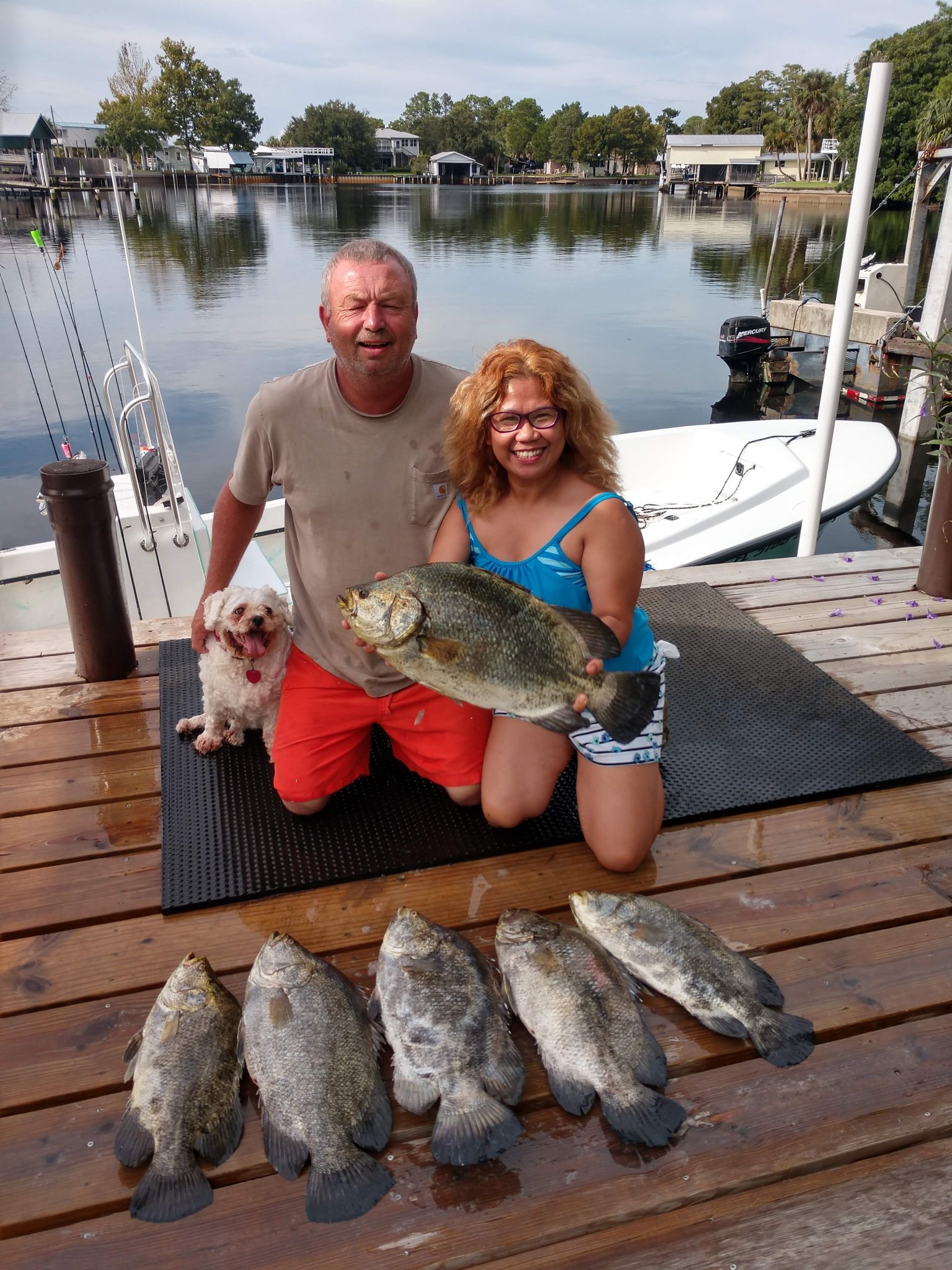 6 tripletail fish caught in Old Town