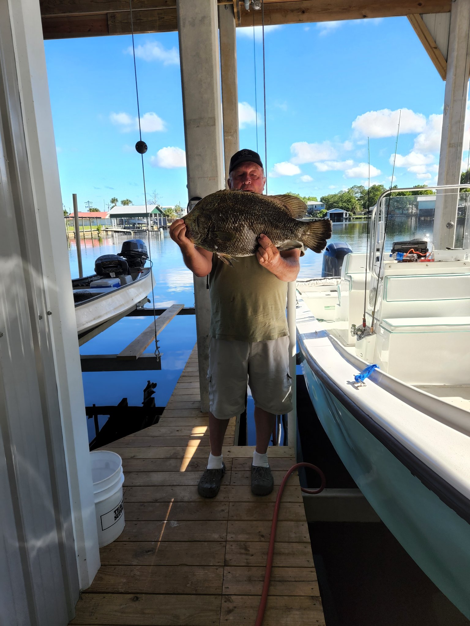Tripletail fish caught while fishing in FL