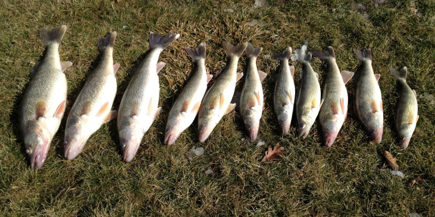 10 redfish caught in Linwood