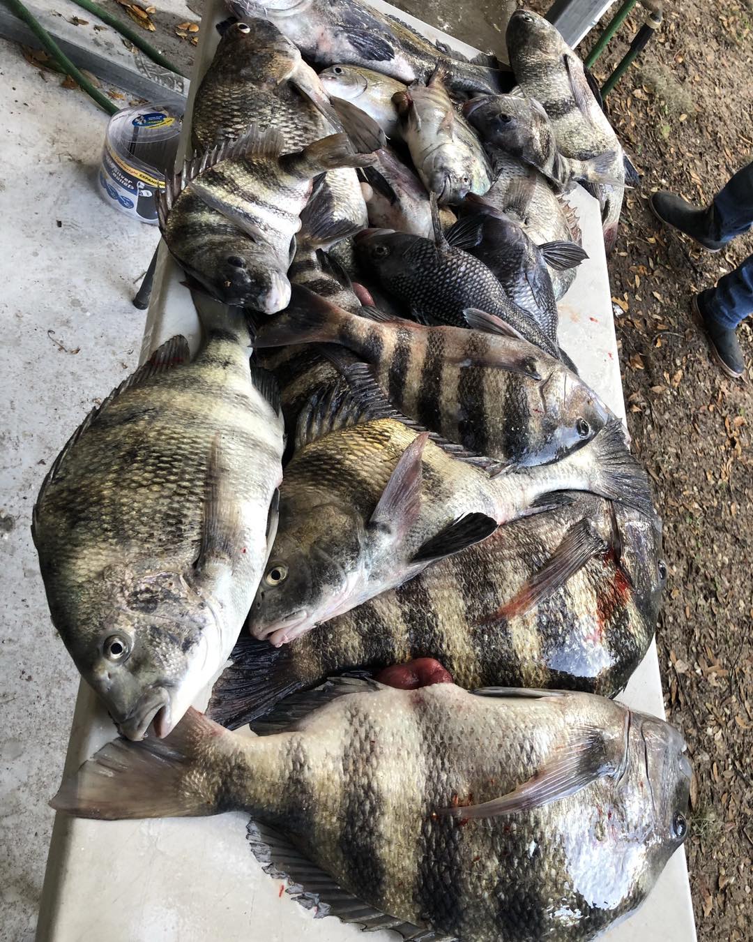 Sheepshead and black drum caught in Fernandina Beach