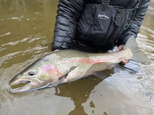 Pink salmon caught in Traverse City